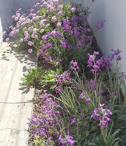 Anna Paros * Náusza